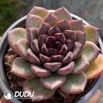 Echeveria Black Crystal - Image 2