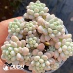 Graptopetalum Rococo Clustering - Image 2