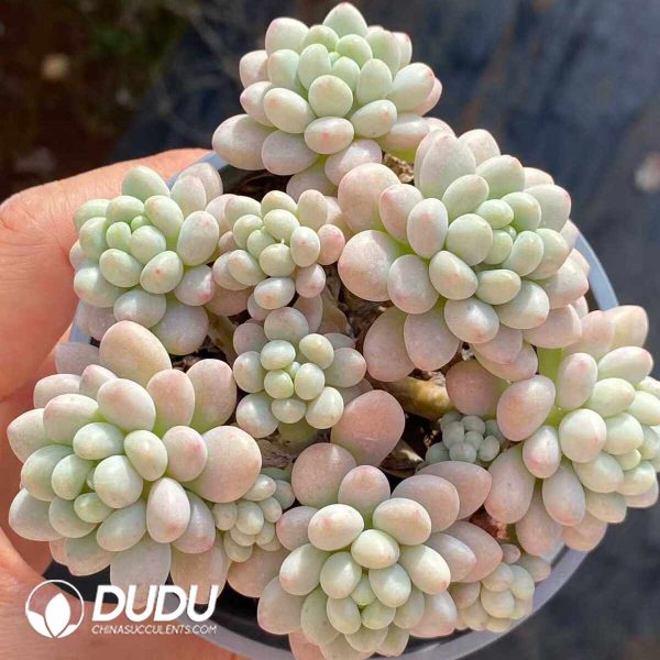 Graptopetalum Rococo Clustering - Image 2