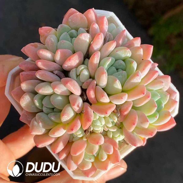 Echeveria Jade Ring Clustering - Image 2