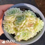 Echeveria White Swan Clustering - Image 2