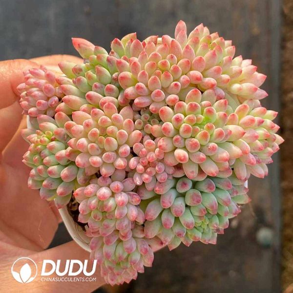 Echeveria Firework Clustering - Image 2