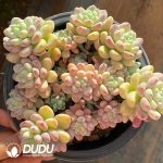 Sedum Clavatum Clustering - Image 2