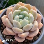 Echeveria Wan Xiang Yu - Image 2