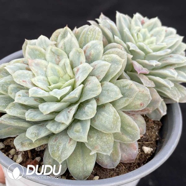 Echeveria seersucker Double Head - Image 2