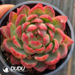 Echeveria Crystal Jenny Variegated - Image 2