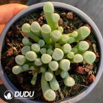 Fenestraria Aurantiaca - Image 2