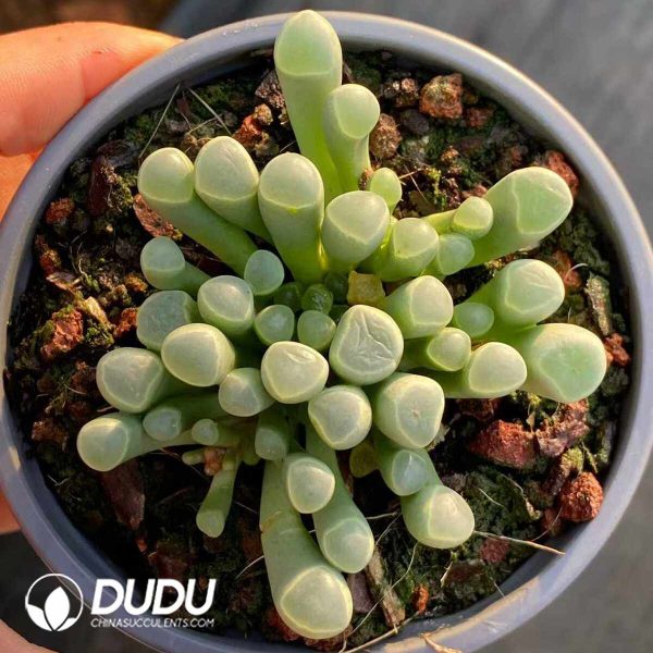 Fenestraria Aurantiaca - Image 2