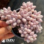 Pachyphytum Egg Finger Cluster - Image 2