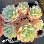Echeveria Love Song Cluster - Image 2