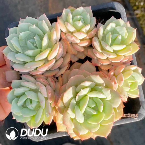 Echeveria Love Song Cluster - Image 2