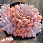 Echeveria Orange Monroe Cluster - Image 2