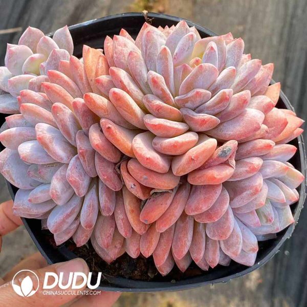Echeveria Orange Monroe Cluster - Image 2