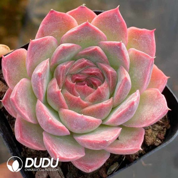 Echeveria Dream Nebula - Image 2