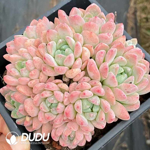 Echeveria Yuhuan Clustering - Image 2