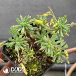 Oxalis teneriensis - Image 2