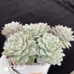 Echeveria seersucker Clustering - Image 2