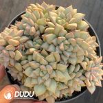 Echeveria Ivory Clustering - Image 2