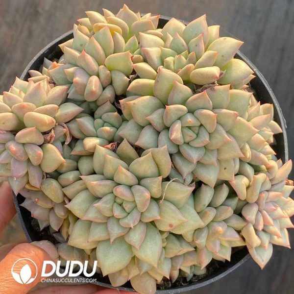 Echeveria Ivory Clustering - Image 2