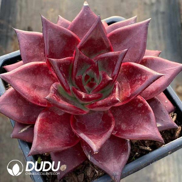 Echeveria Robin - Image 2