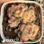 Echeveria Bright Mirror Clustering - Image 2