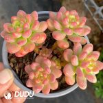 Sedum Shangri-La Clustering - Image 2