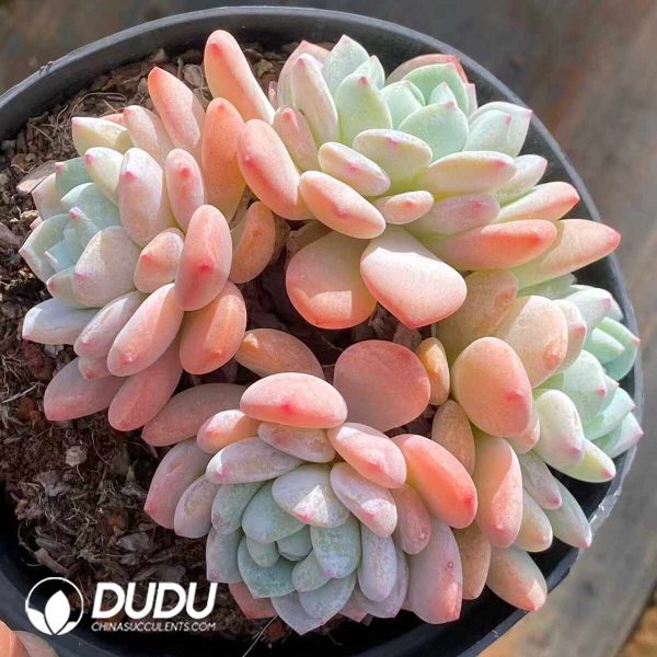 Echeveria Laui X Clacatum Clustering - Image 2