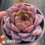 Echeveria Q Orange - Image 2