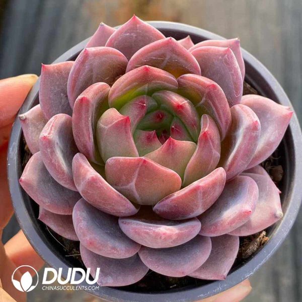 Echeveria Q Orange - Image 2