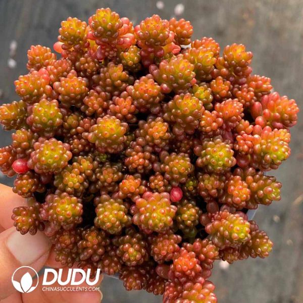 Sedum Berries - Image 2