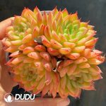 Echeveria Glitter Clustering - Image 2