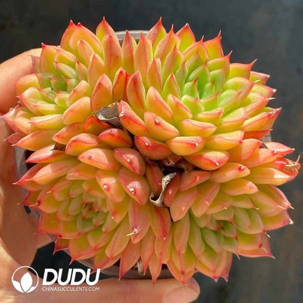 Echeveria Glitter Clustering - Image 2