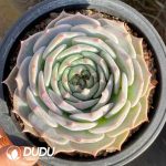 Echeveria Pikachu - Image 2