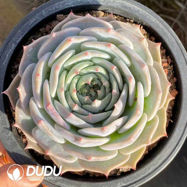 Echeveria Pikachu - Image 2