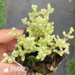 Dicrocaulon Ruby Variegated - Image 2