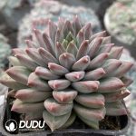Echeveria Dark-striped Monster - Image 2