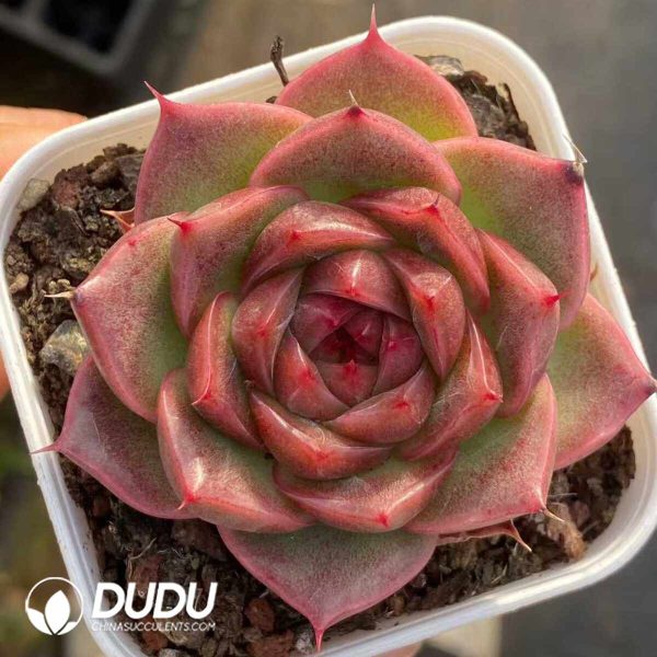 Echeveria Jenny Danxia - Image 2