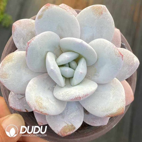 Echeveria Snow Lotus - Image 2
