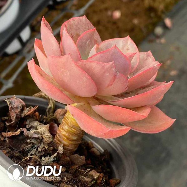 Echeveria Suyon Big Leaves - Image 2