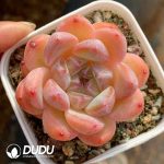 Echeveria Diamond Jenny - Image 2