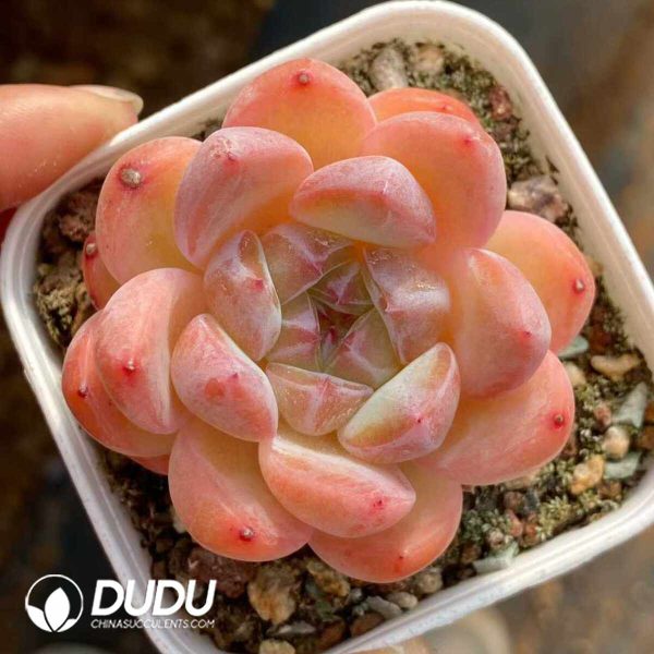 Echeveria Diamond Jenny - Image 2