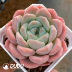 Echeveria Monroe Sugar Heart - Image 2