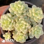 Echeveria Tango Variegated Clustering - Image 2