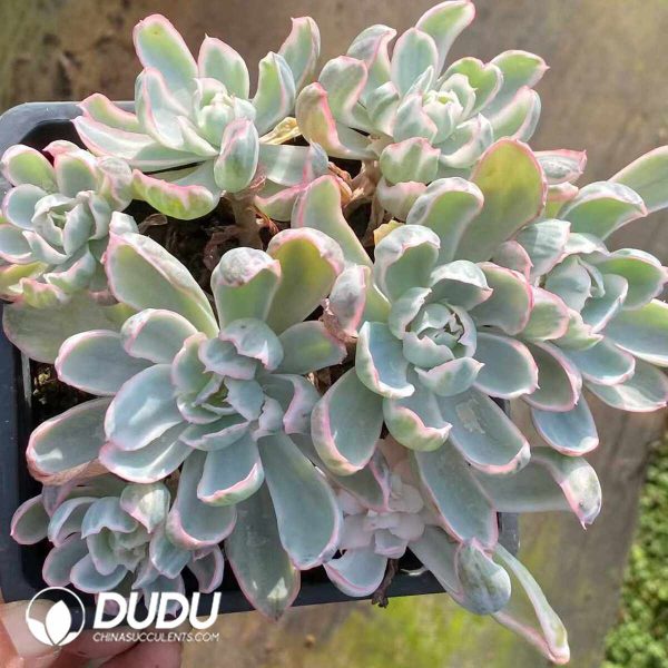Echeveria Berkeley Variegated - Image 2