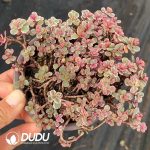 Sedum Sunflower - Image 2