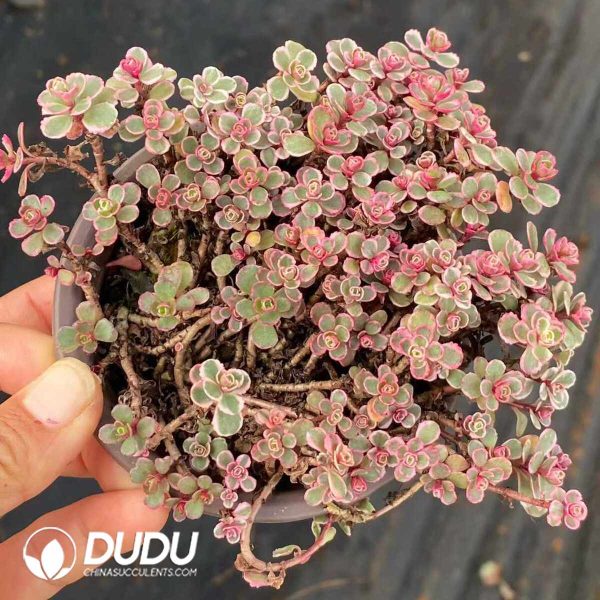 Sedum Sunflower - Image 2