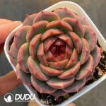 Echeveria Purple Crystal - Image 2
