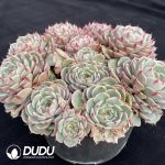 Echeveria Benba Clustering - Image 2