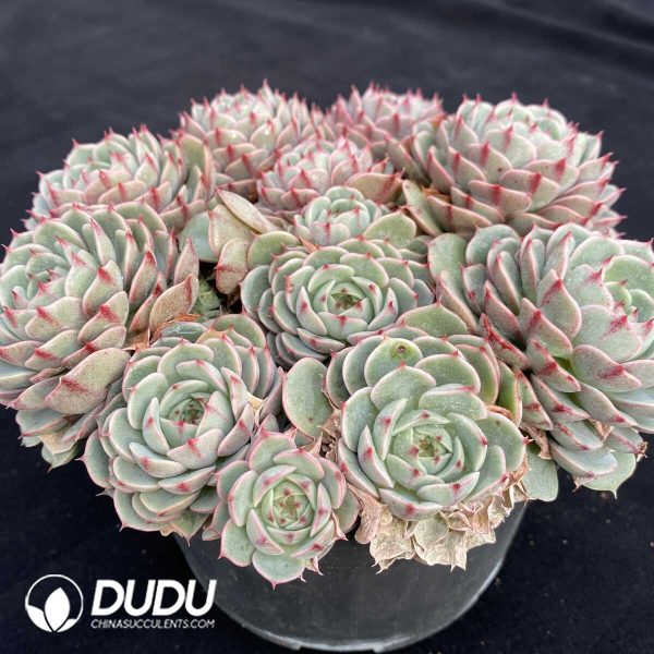 Echeveria Benba Clustering - Image 2