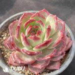 Echeveria Daredevil - Image 2